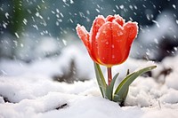 Tulip coverd by snow outdoors snowing blossom.