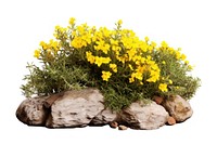 Garden flower plant yellow. AI generated Image by rawpixel.