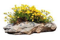 Garden flower plant rock. AI generated Image by rawpixel.