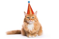 Cat wearing party hat celebration mammal animal.