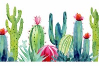 Cactus backgrounds plant white background.