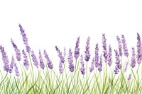 Lavender backgrounds flower plant.