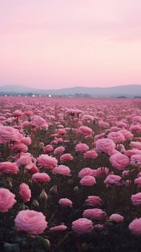  Field of rose landscape sky outdoors. AI generated Image by rawpixel.
