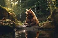 Bear animal wildlife outdoors.
