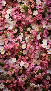  Climber flowers wall backgrounds outdoors blossom. AI generated Image by rawpixel.