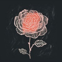 Chalk style rose pattern drawing flower.