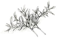 Herb drawing sketch herbs.