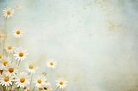 Daisy flowers backgrounds plant petal. AI generated Image by rawpixel.