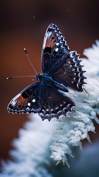 Mourning Cloak butterfly wildlife animal insect.