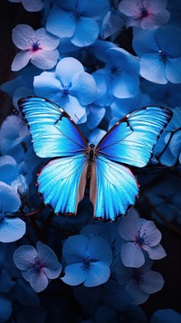 Blue Morpho Butterfly butterfly nature blue.