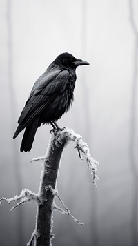 Crow nature blackbird wildlife.