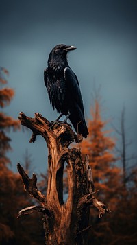 Crow tree wildlife nature.