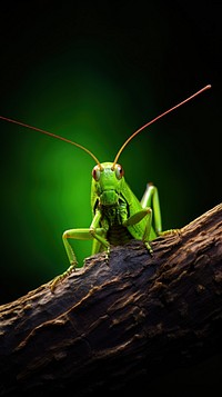 Grasshopper wildlife animal insect.