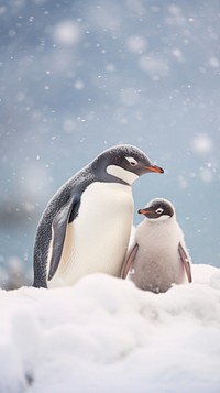 Penguins wildlife animal nature.