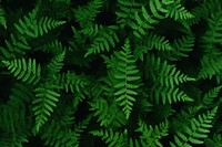  Nature background backgrounds vegetation outdoors. AI generated Image by rawpixel.