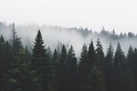  Nature background backgrounds outdoors woodland. AI generated Image by rawpixel.