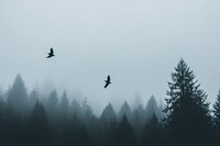  Nature background outdoors forest flying. 