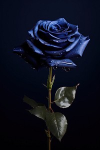 Navy blue rose flower plant inflorescence.