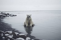Polar bear wildlife outdoors animal.