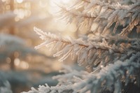Spruce tree outdoors winter nature. AI generated Image by rawpixel.