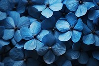 Blue flowers inflorescence backgrounds hydrangea.