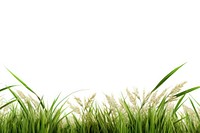 Rice field border outdoors nature plant. AI generated Image by rawpixel.