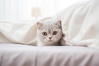Scottish Fold cat pet blanket bedroom. AI generated Image by rawpixel.