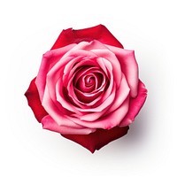 Rose flower petal plant.