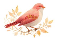 Bird animal canary white background.