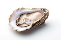 Oyster seafood clam white background.