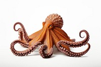 An octopus animal food invertebrate.