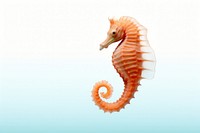 Seahorse animal mammal underwater.