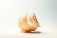Shell conch clam white background.