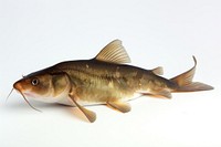 Photo of catfish animal white background freshness.