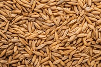Dried oats food agriculture backgrounds.