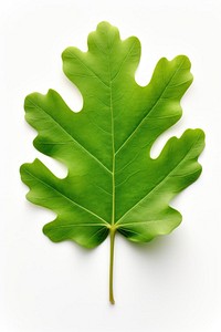 Green oak leaf plant tree freshness.