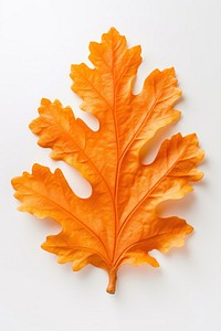 Orange oak leaf plant tree food.