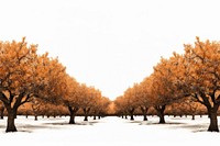 Orange trees orchard landscape outdoors autumn.