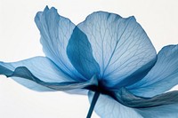 Blue petal flower plant inflorescence.