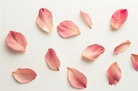 Ten pink flying petals backgrounds flower plant.