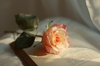 A rose on a book flower petal plant.