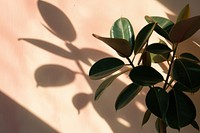 Rubber Plant plant shadow leaf.