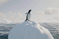 Penguin outdoors iceberg nature.