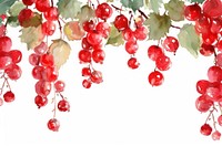 Berry hanging cherry plant.