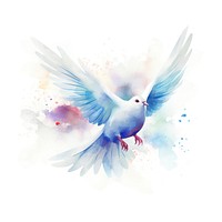 Dove in Watercolor style animal bird white background.