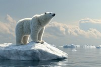 Bear wildlife outdoors iceberg.