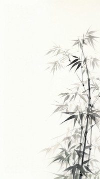Backgrounds bamboo plant cannabis.
