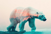 Animal with climate change background wildlife mammal bear.