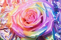 Holographic rose texture background backgrounds rainbow flower.