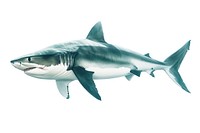A powerful shark underwater animal fish.